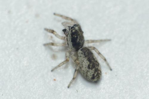 Salticus zebraneus